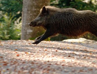 Wildschwein verursacht 35.000 Euro Schaden