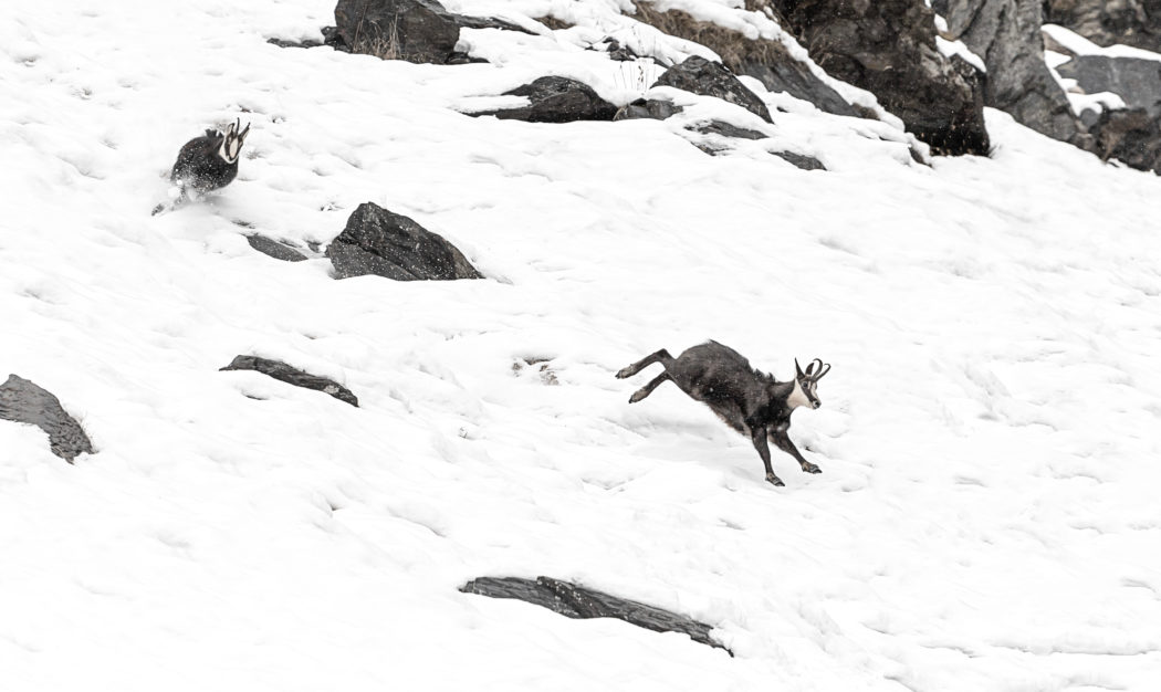 Challenge in the Alps, Chamois males fighting (Rupicapra rupicapra)