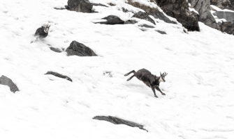 Spektakel in den Bergen: Die Brunft des Gamswildes