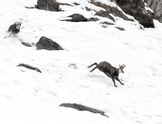 Spektakel in den Bergen: Die Brunft des Gamswildes