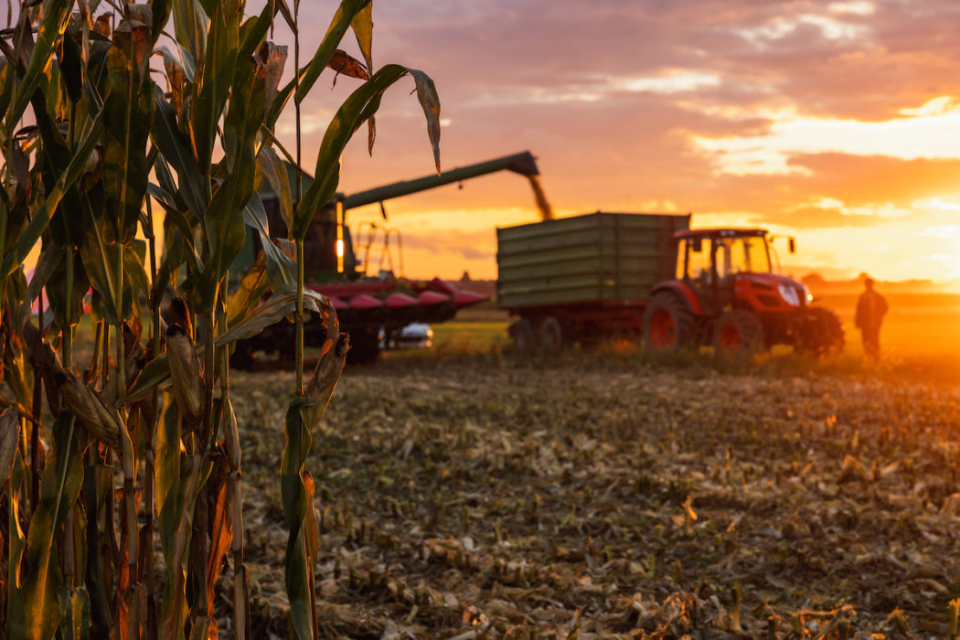 Combine harvester fills corn in a trailer attached to a tractor on crop field,farmer standing next to tractor during sunset