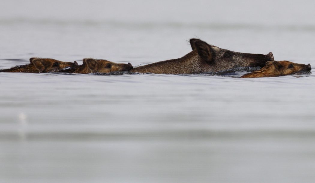 Wild boar (Sus scrofa), sow with young pigs swimming through a river, Naturpark Flusslandschaft Peenetal, Mecklenburg-Western Pomerania, Germany