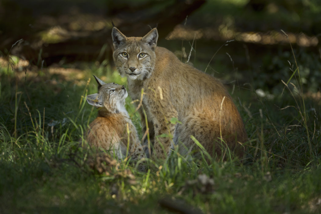 European Lynx, Lynx Lynx, Female with Kitten