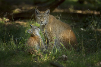 Inzuchtprobleme: ergeht es dem Luchs wie dem Rotwild?