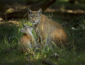 Inzuchtprobleme: ergeht es dem Luchs wie dem Rotwild?