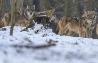 Wolfsjagd: Ganze Rudel auf der Abschussliste