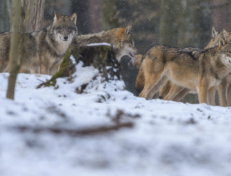 Wolfsjagd: Ganze Rudel auf der Abschussliste