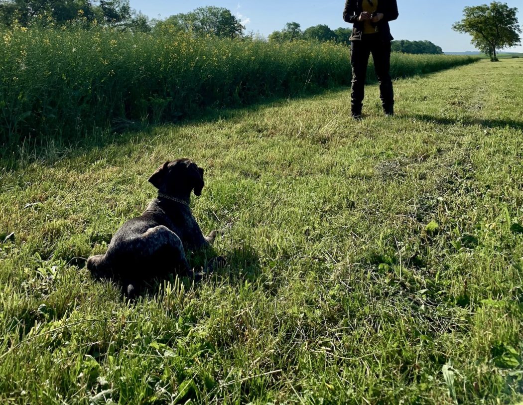 Das kleine Einmaleins Wie bringe ich meinem Hund Platz bei? Jäger