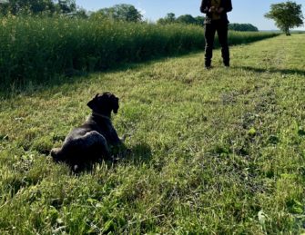 Das kleine Einmaleins: Wie bringe ich meinem Hund Platz bei?