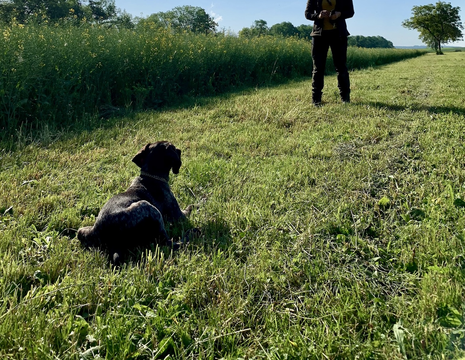Das kleine Einmaleins: Wie bringe ich meinem Hund Platz bei? - Jäger