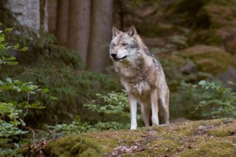 Wolf in Bremen durch DNA entlarvt