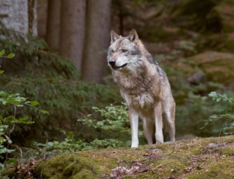 Wolf in Bremen durch DNA entlarvt
