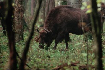 Urige Kolosse – wie die Wisente zurückkehren