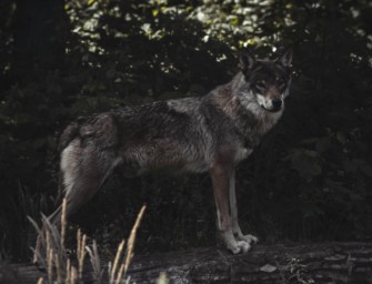 Wolfsangriff in Secklendorf bei Bad Bevensen