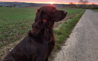 Aujeszky-Verdacht: Hund stirbt nach Drückjagd