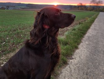 Aujeszky-Verdacht: Hund stirbt nach Drückjagd