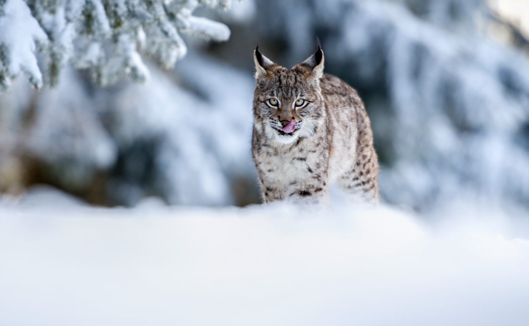 Portrait of cat on snow covered field