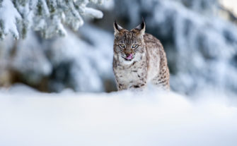 Luchs „Finja“ in Baden-Württemberg ausgewildert