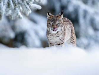 Luchs „Finja“ in Baden-Württemberg ausgewildert