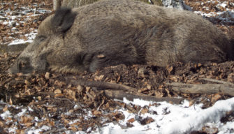 ASP in Schweden: Zusammenarbeit verringert Infektionszone