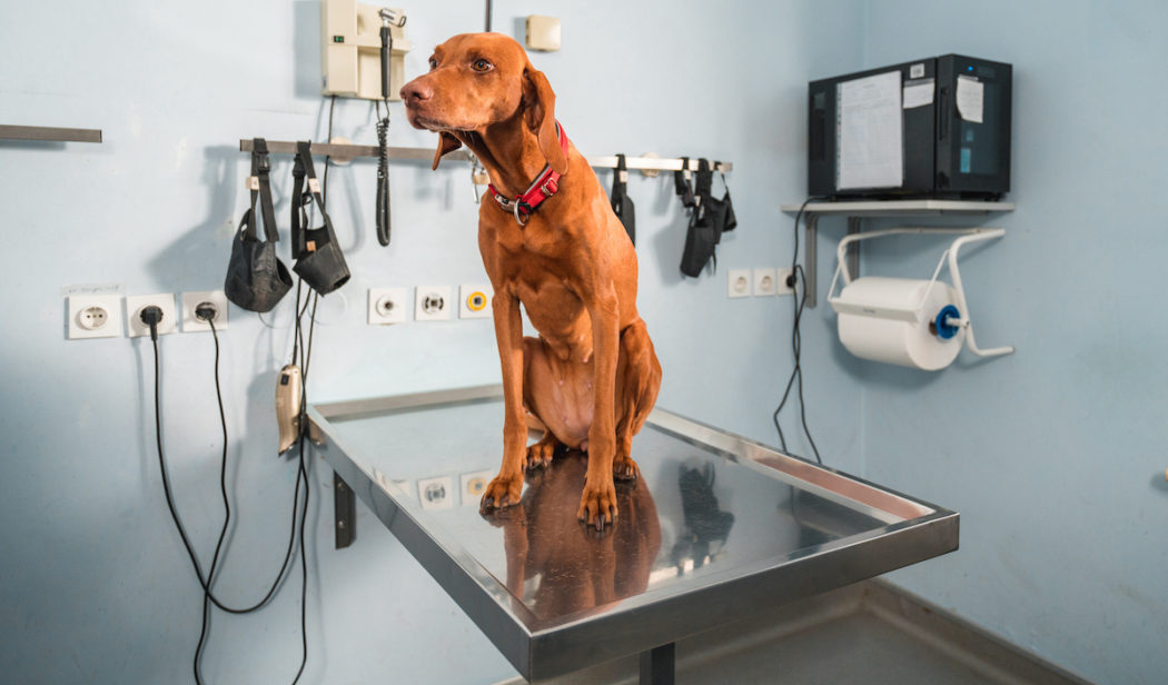 Beautiful Young Vizsla Sitting On An Examination Table At The Veterinarian