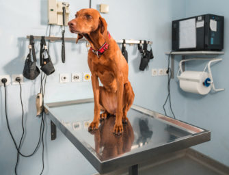Zwingerhusten: Wie man dem Hund helfen kann