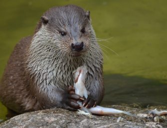 Streitthema Fischotter: Aiwanger soll übernehmen