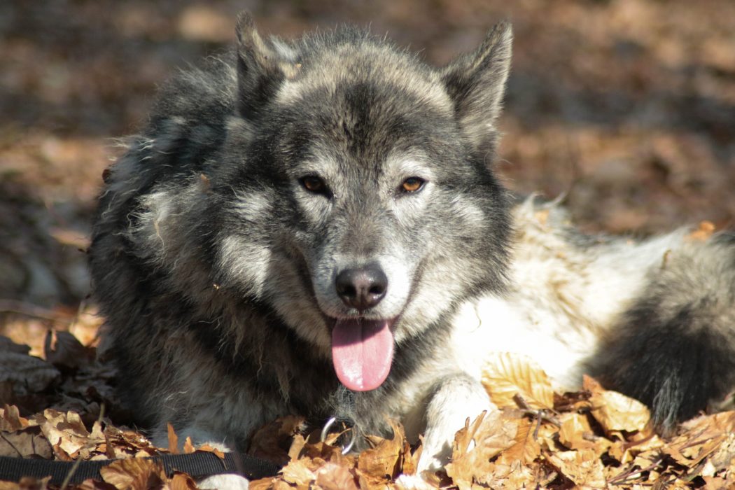 wolfhound-4944112_1920