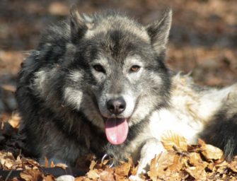 Verletzter Mann in Brandenburg: Täter war ein Hund