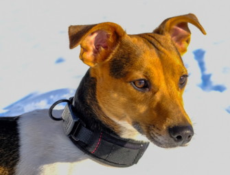 AKAH Comfort Plus Hundehalsbänder im Test