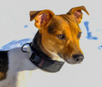 AKAH Comfort Plus Hundehalsbänder im Test