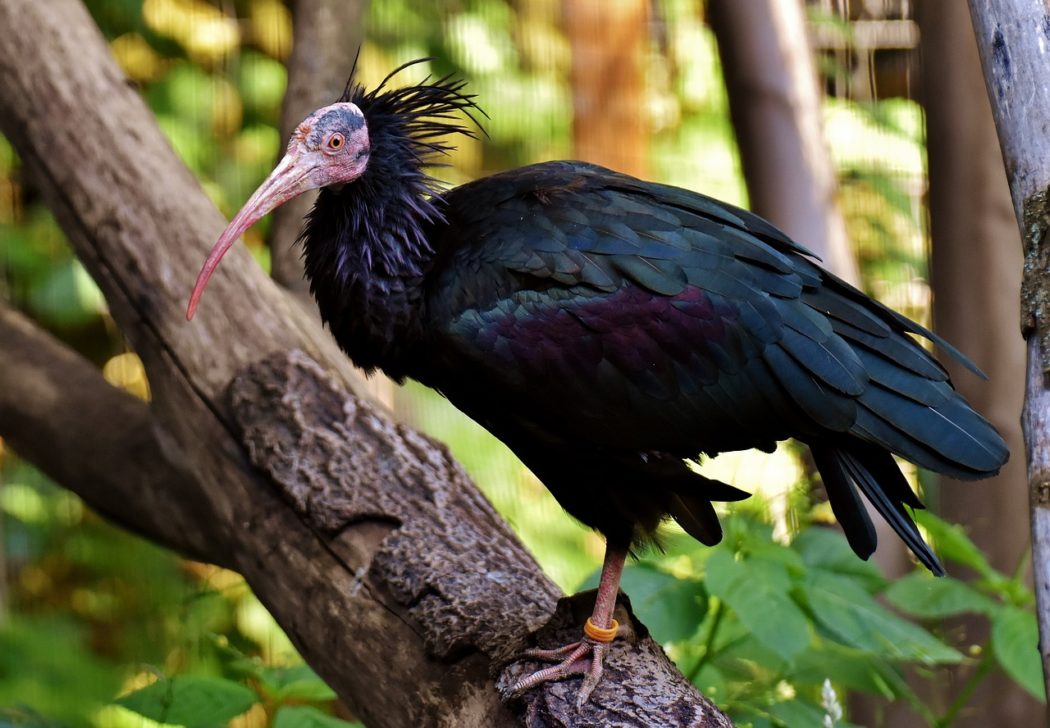 bald-ibis-3536659_1280