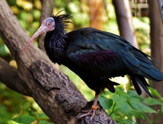 Tragisches Ende von Rekord-Waldrapp „Knubbel“