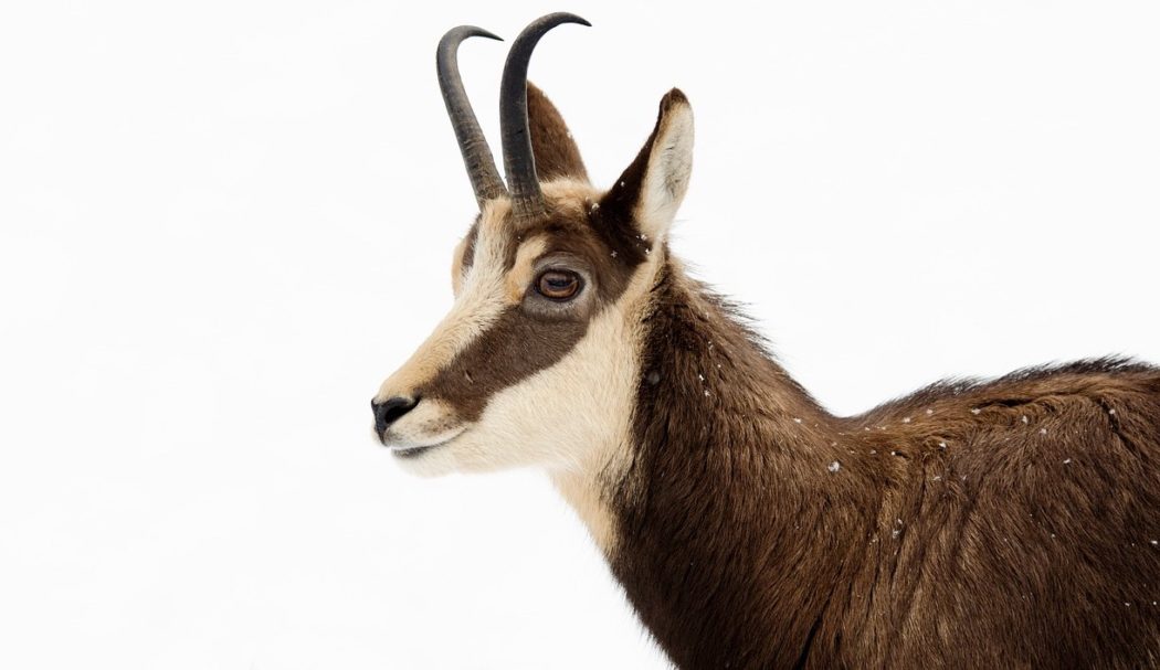 chamois-2053656_1280