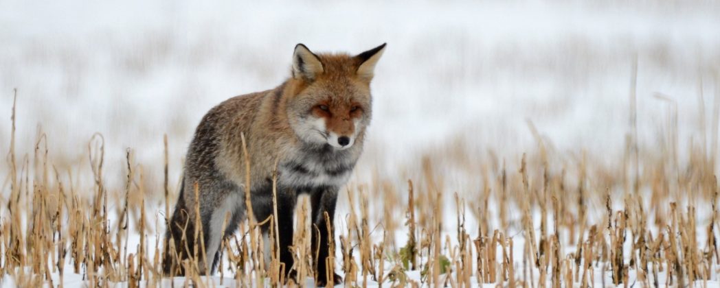 Ranz beim Fuchs – Jagd auf den Rotrock