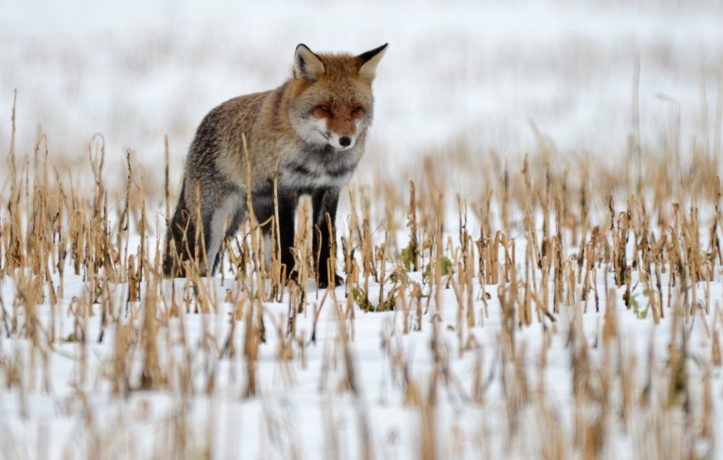 fox-4392022_1920