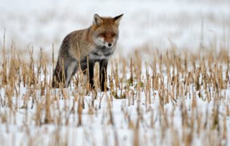 Ranz beim Fuchs – Jagd auf den Rotrock