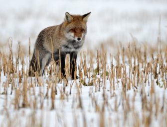 Ranz beim Fuchs – Jagd auf den Rotrock