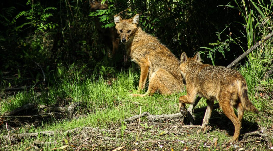 golden-jackal-5791390_1920