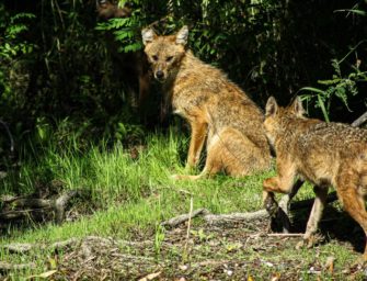 Neues Raubtier hält Einzug: der Goldschakal