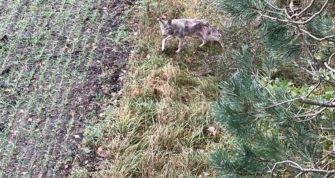 Räudige Wölfe – Wurfschwester wurde ebenfalls entnommen