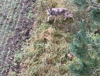 Räudige Wölfe – Wurfschwester wurde ebenfalls entnommen