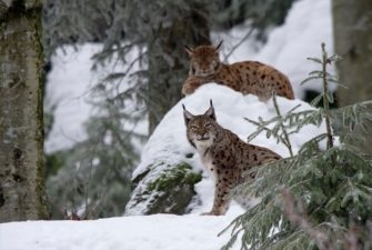 Luchs im Fokus – Hilfe für die Raubkatze