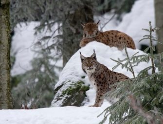 Luchs im Fokus – Hilfe für die Raubkatze