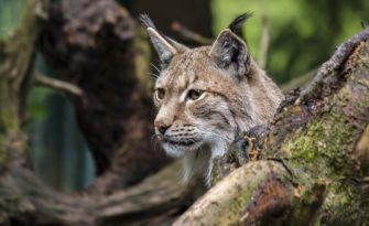 Verkehrsopfer: Luchs auf Autobahn überfahren
