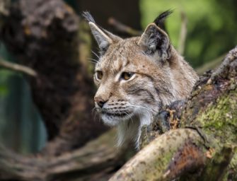 Verkehrsopfer: Luchs auf Autobahn überfahren