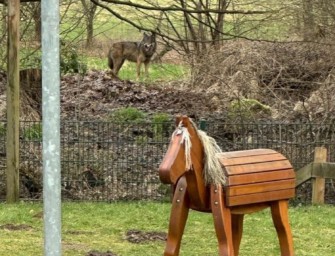 Kindergarten – Wolf schleicht um Spielplatz