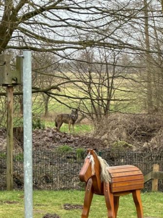 Kindergarten – Wolf schleicht um Spielplatz