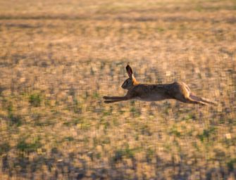Anlagenprüfung: Wie übe ich die Hasenspur?