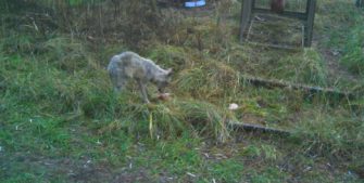 Räudiger Wolf – Schicksal besiegelt